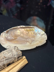 [LAST TWO PIECES] Preserved Clam Shell (Smudge Plate)